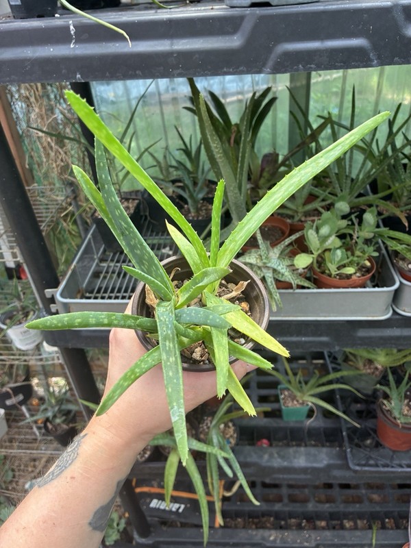 Aloe NOID mixed pot maculata hybrids 4” Pot Live Succulents