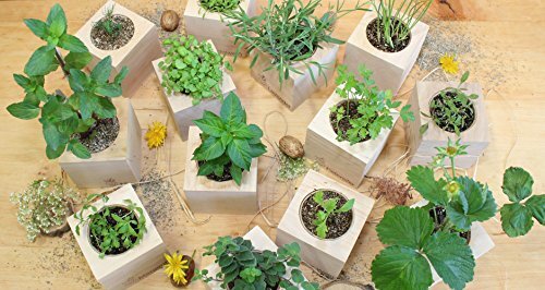 Feel Green Ecocube Orchideenbaum Blüht Wie Eine Orchidee Nachhaltige Geschenk... - Bild 7 von 10