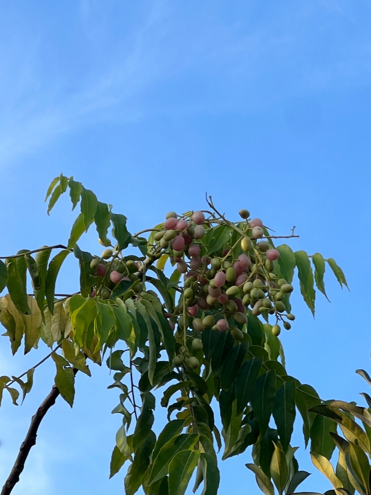 Pink Wampee Clausena excavata Potted Tree Plant eBay