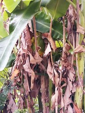 Banana Leaves Sun Dried Clean Leaf For Pet and Aquariums 100 nos Natural Leaf