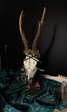 Taxidermy - Geweih Ständer - Dekoration - Selfmade - Witchy - Blumen