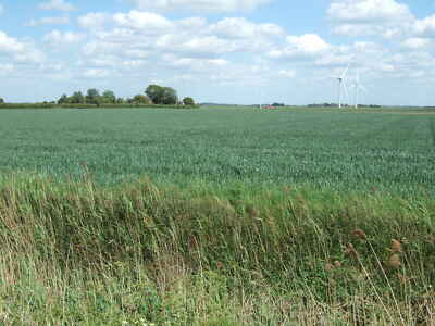 Foto 6x4 Weizenfeld bei Zeckenfen Bauernhof Warboys c2011
