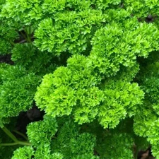 PARSLEY SEEDS 1000+ MOSS CURLED herb GARDEN biennial PLANTS Petroselinum crispum