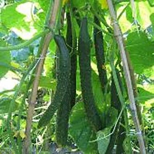 Japanese Long Pickling Cucumbers Seeds (20+ Seeds) | Non GMO | Vegetable Fruit H
