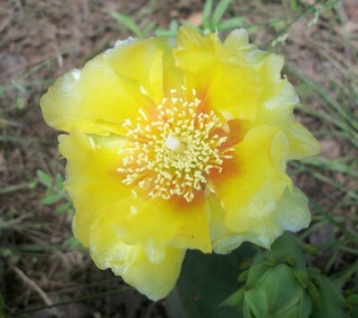 Prickly Pear Cactus - 20 seeds - Opuntia Small Pad Yellow Flower | eBay