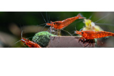 20- Cherry Shrimp Neocardina 50 