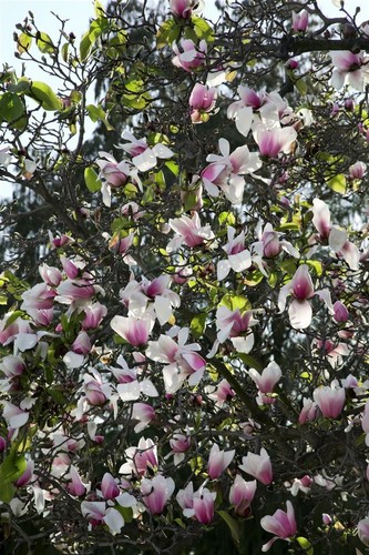 Magnolia soulangiana, Tulpen-Magnolie, rosa-weiß, 60–80 cm - Bild 8 von 14