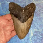 MEGALODON SHARK TOOTH 5.14”  HUGE TEETH MEG SCUBA DIVER DIRECT FOSSIL NC 1504