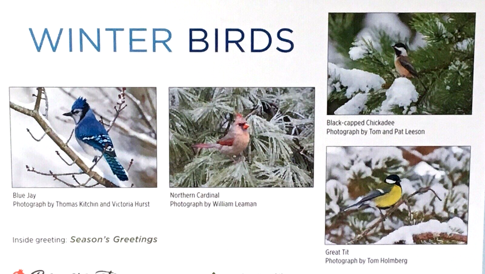 NEW Sierra Club Holiday Cards WINTER BIRDS 20 4 Designs Jay