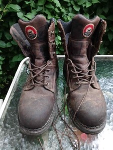 irish setter 83800