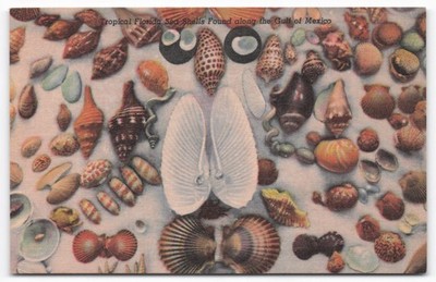 Vintage Florida Sea Shells Gulf of Mexico Curteich Art-Colortone Postcard