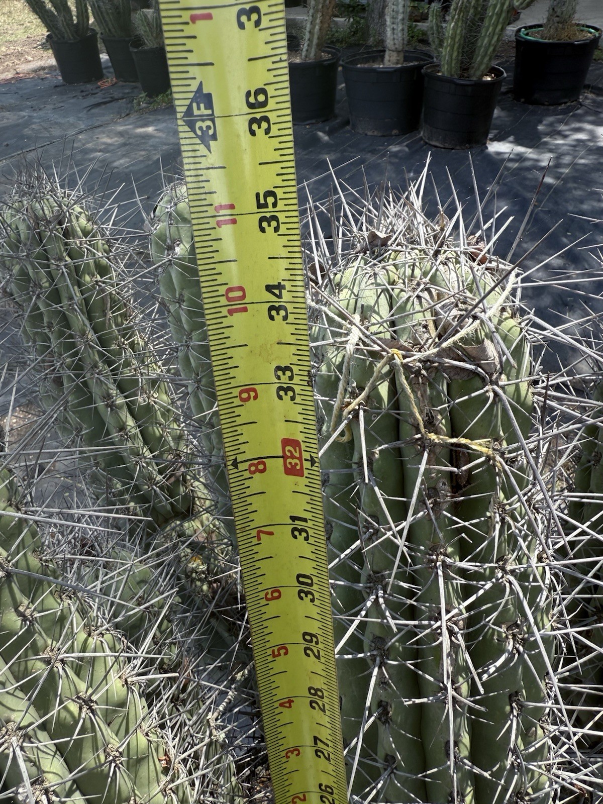 Stetsonia Coryne 'Toothpick Cactus’ Massive!!