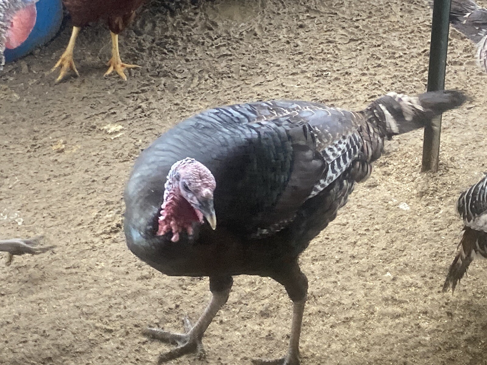 Merriam turkey hatching eggs for sale. RARE See Description eBay