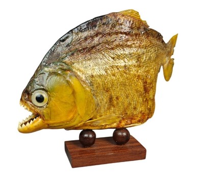 Vintage Real Taxidermy Piranha Fish Mount On Wooden Base (A)