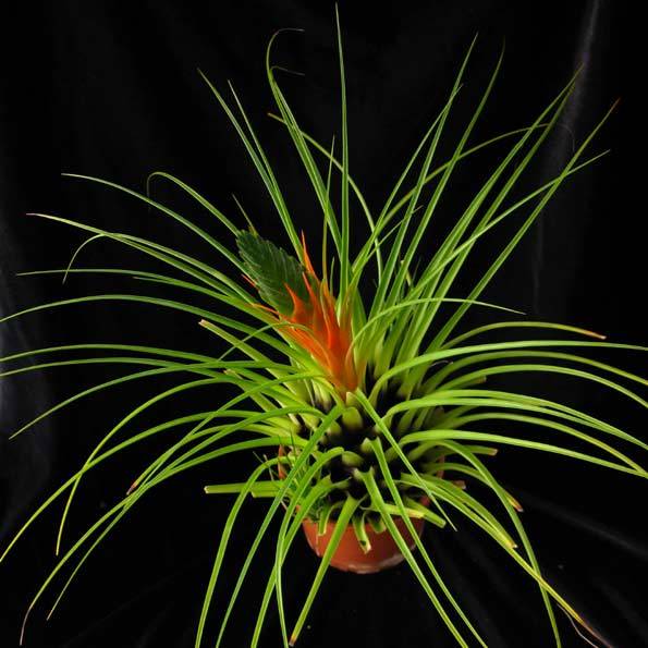 Tillandsia Punctulata Live air plant bioactive natural house