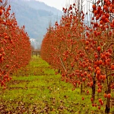 PERSIMMON TREE SEEDS Diospyros Virginiana SUGAR PLUM Fruit Plant COLD HARDY 4-9