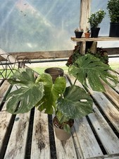 Monstera Mint