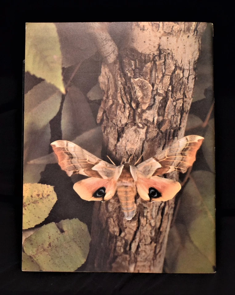 Vintage Arizona Highways Magazine - June 1962 ~ Vol. XXXVIII  No. 6 - Image 2 of 4