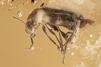 ANT-LIKE FLOWER BEETLE Anthicidae Macratriinae BALTIC AMBER + HQ Pic 240424