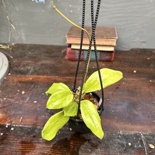 Rare Hoya Quinquenervia - Exact plant - Hanging Plant - Shipping Guarantee