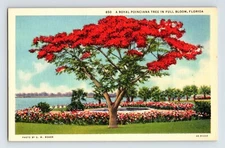 Postcard Florida Royal Poinciana Tree Bloom Fower 1940s Unposted Linen