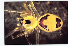 Postcard Hawaiian Happyface Spider Hawaii USA
