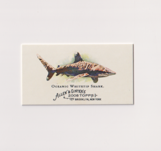 Oceanic Whitetip Shark 2008 Topps Allen & Ginter Mini Deadly Sharks Card