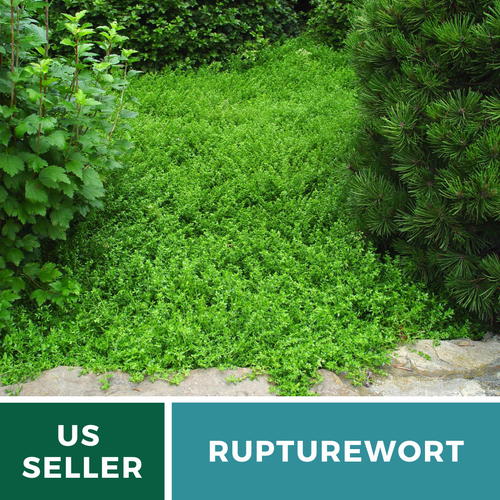 Rupturewort Green Carpet 100 Seeds Medicinal & Edible Ground