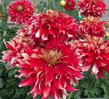 1 - Dinnerplate Dahlia GREAT NICK SR. Flower Bulb Tuber Clump - 11 INCH BLOOMS
