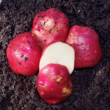 Simply Seed™ - 5 LBS - Red Norland Potato Seed