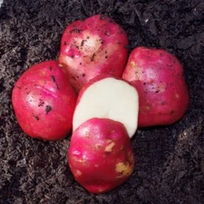 Simply Seed™ - 5 LBS - Red Norland Potato Seed - Non GMO - Naturally Grown - Ord