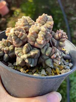 Rare succulents living plants Gymnocalycium Mihanovich monstrose 5CM