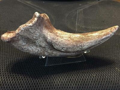 T-Rex fine quality fossil claw REPLICA inches Jurassic with DISPLAY stand 