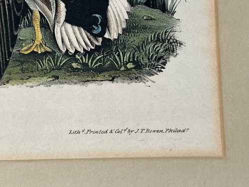Audubon MALLARD Plate 385 No.77 Lith. Printed & Col. by J.T. Bowen 19th Century - Picture 7 of 8