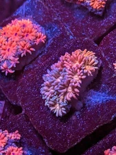 WYSIWYG RARE Multicolor Rainbow Goniopora Goni Long Polyp LPS SPS Zoa JF WWC TSA