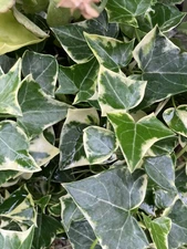 4 Long Variegated Senecio Ivy Houseplant Cuttings