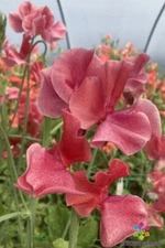 50+ MM Sweet Pea Seeds for Garden Planting - USA - FREE SHIPPING!