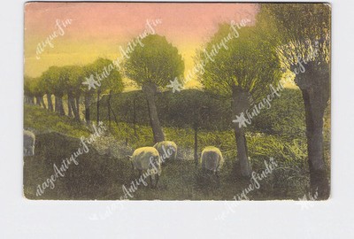PPC Postcard Sheep Grazing In Field Hand-Colored