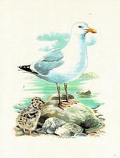 Srebrna mewa Wat, Mewy i Alki - Obraz z nadrukiem artystycznym - 25,5 x 17,5 cm (e)