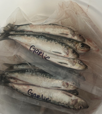 Fresh Dead sardines Bait Fish 6 Pack Garlic Labeled Scented Saltwater 8in 550g