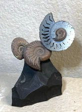 Iridescent Pyritized Ammonite Statue. Real Fossils - Fabricated Artistic Display