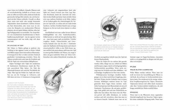 Thumbnail - Jane Eastoe Tulpen