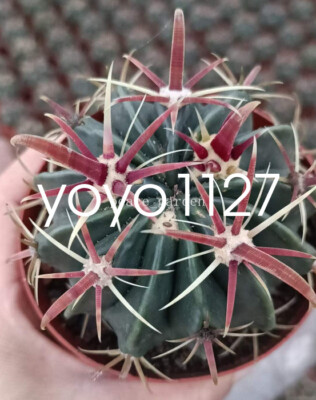 Ferocactus latispinus Devil's Tongue succulent Cactus Plant seedgrowth5-7CM  | eBay