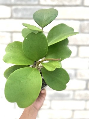 Hoya Kerrii Green - Sweetheart plant- Valentine Plant- Rare Love Gift