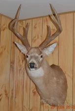 Large 6 Point 132" Whitetail Deer Antlers Head Shoulder Wall Mount Taxidermy