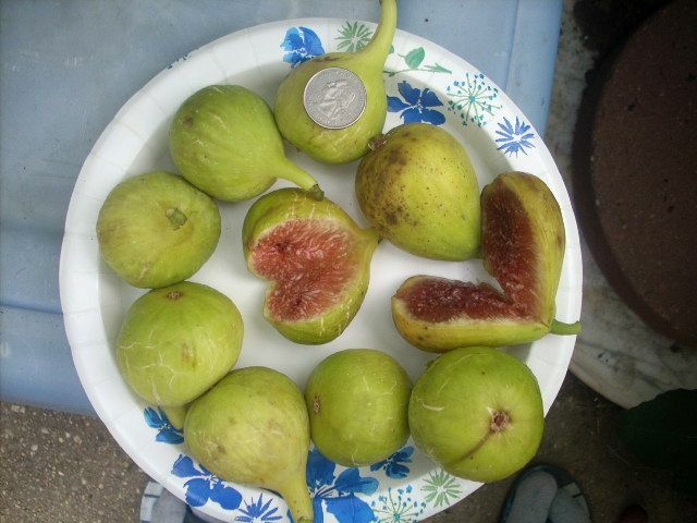 Fig tree cuttings , Atreano ,Large yellow, delicious Two crops, 6 pcs set, $30 !