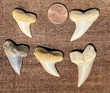 5 Sharks Teeth 1 1/8 - 1 5/8. Inch- Mako Megalodon Era Sharks Fossils Tooth