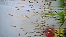 (100 Guppy Fry) 100 Beautiful Baby Guppies Grow Fast USA (OUR STORE COMBO SHIP)