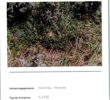 10190957 - 2985 Baltrum Fasan Foto montiert auf Karton Vogel