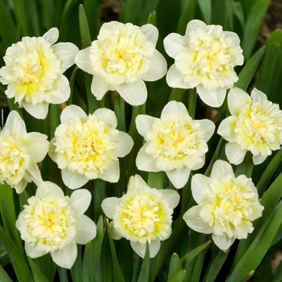 Daffodil Ice King Spring Bulbs Cream Yellow Double Petalled daffodil-ice-king-spring-bulbs-cream-yellow-double-petalled